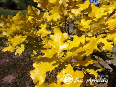 Ąžuolas paprastasis ,Concordia'  (lot. Quercus robur) 